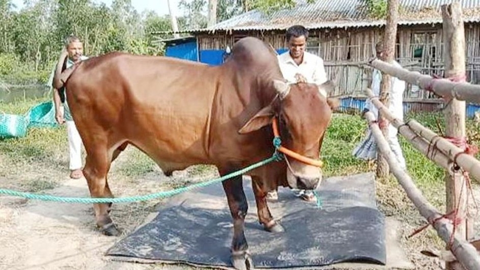 জায়েদ খানকে ১২ লাখে কিনলে সঙ্গে ছাগল ফ্রি!