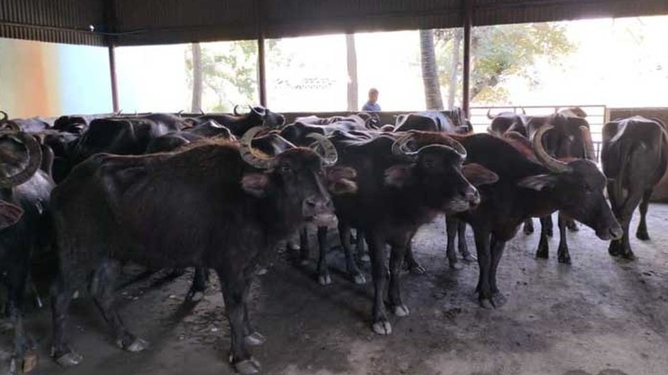 সিত্রাংয়ে সৃষ্ট জোয়ারে ভেসে এলো শতাধিক মহিষ