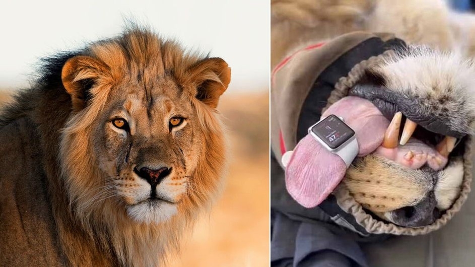 সিংহও ব্যবহার করছে অ্যাপল ওয়াচ!