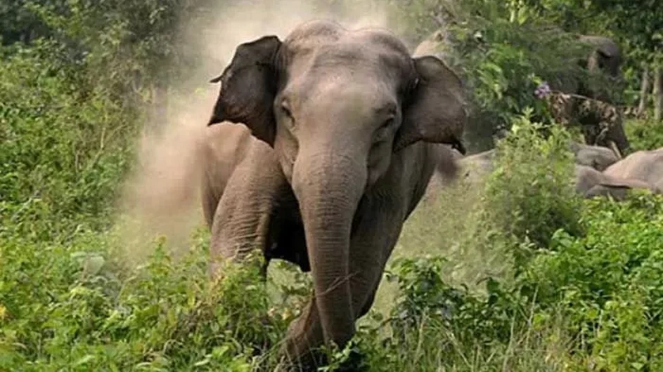 কক্সবাজারে হাতির আক্রমণে কৃষকের মৃত্যু