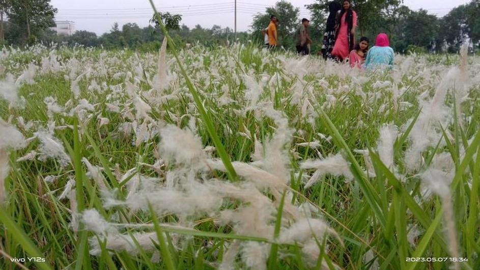 উলুফুলের শুভ্রতার চাদরে ছেয়েছে বেরোবির ক্যাম্পাস