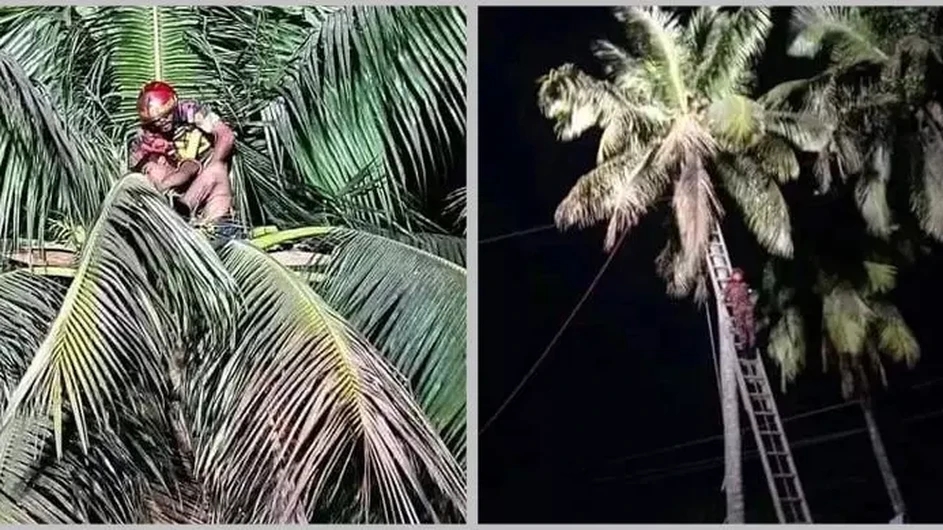 ডাব চুরি করতে গিয়ে গাছেই জ্ঞান হারাল কিশোর