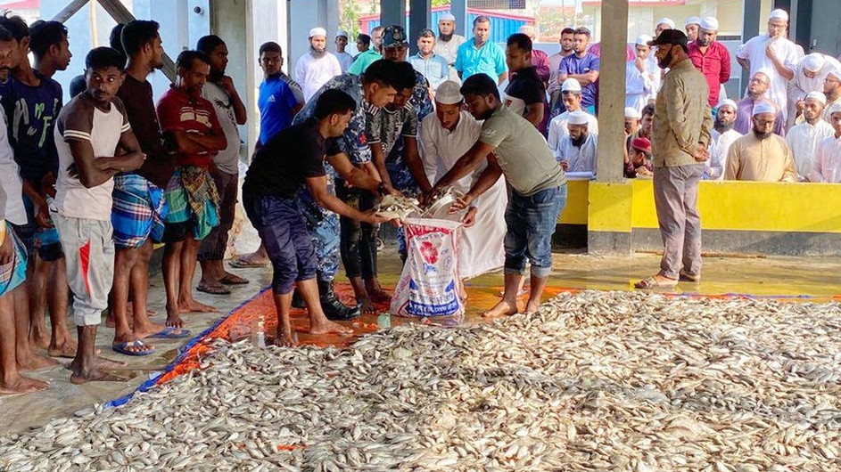 চাঁদপুরে এতিম ও দুস্থরা পেল ৮ হাজার কেজি ইলিশ