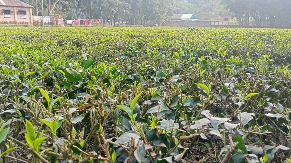 ২ মাস বন্ধ থাকবে সমতলের চা কারখানা