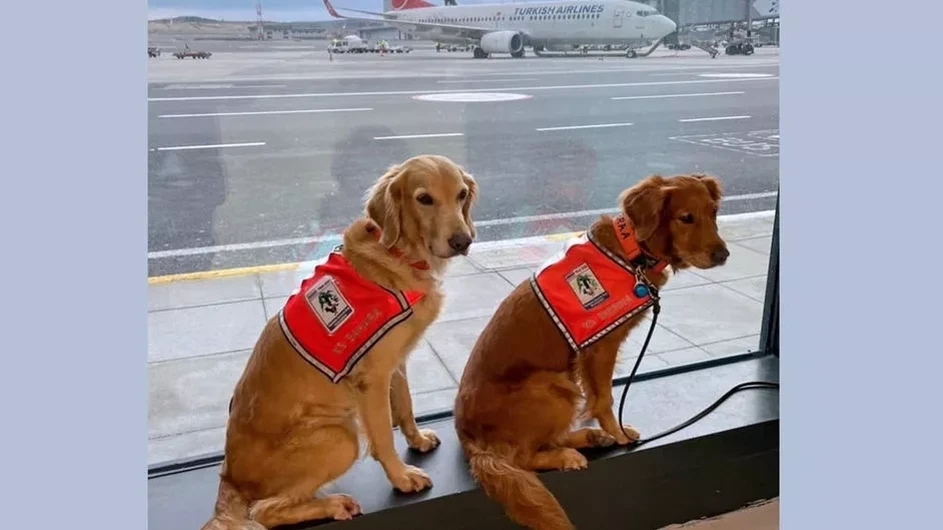 ভূমিকম্পে উদ্ধার কাজে অংশ নেওয়া কুকুরদের বিশেষ সম্মান জানাল তুরস্ক