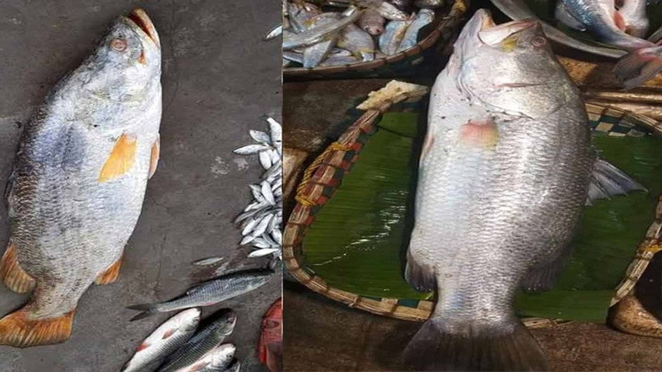 নাফ নদীতে মিলল ৩৫ কেজি ওজনের মাছ, বিক্রি হলো ৩৫ হাজার টাকায়