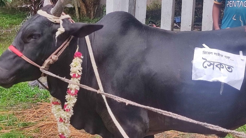 ঢাবিতে শিক্ষার্থীরা ছাত্রলীগ নেতার নামে গরুর নাম দিলেন সৈকত