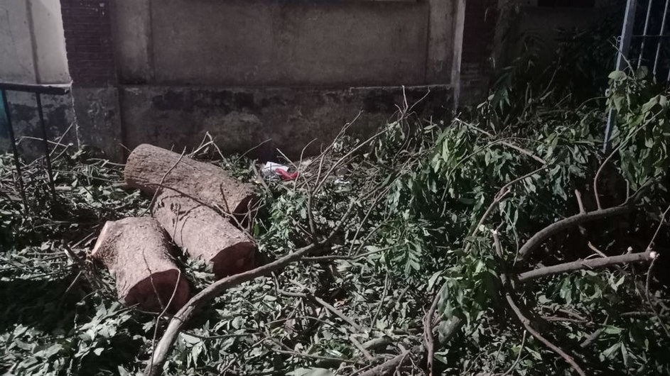 প্রশাসনের অগোচরে রাতের আধারে জবি ক্যাম্পাসের গাছ কর্তন