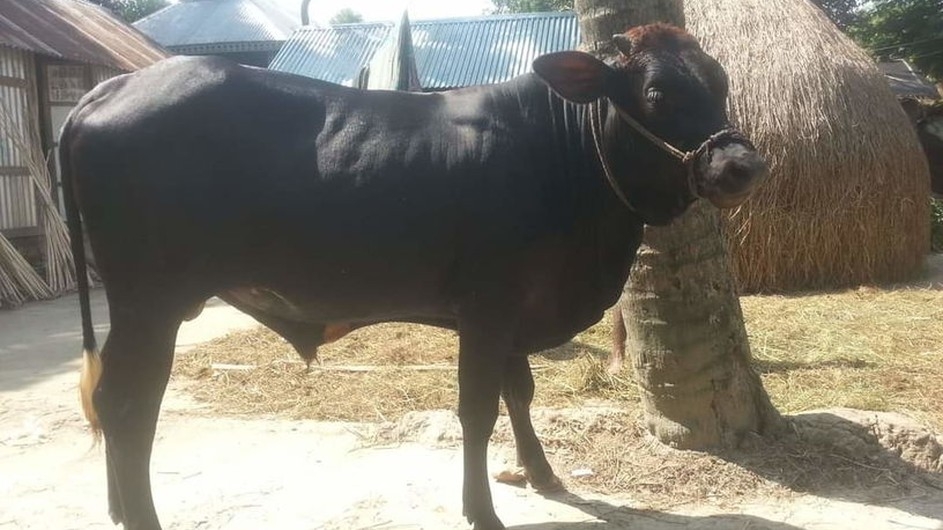 কক্সবাজারে 'কালোমানিকের' দাম হাঁকাচ্ছেন ৮ লাখ