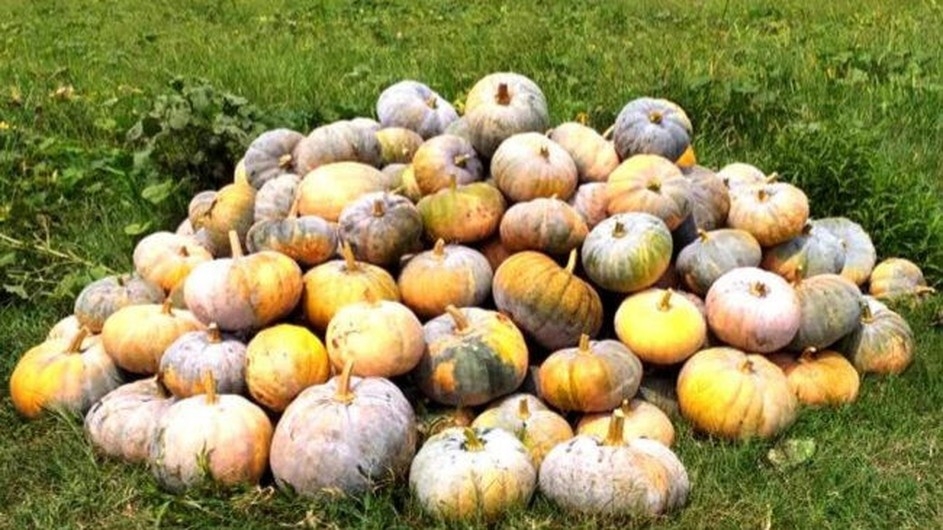 হাওর পাড়ে কুমড়ার বাম্পার ফলন: কৃষকের মুখে হাসি