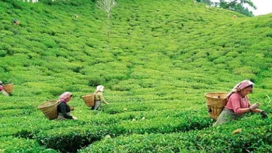 মৌসুমের প্রথম চা নিলাম শুরু শ্রীমঙ্গলে