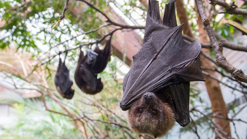 করোনার পর এবার বাদুড় থেকে ছড়াচ্ছে নতুন এক ভাইরাস