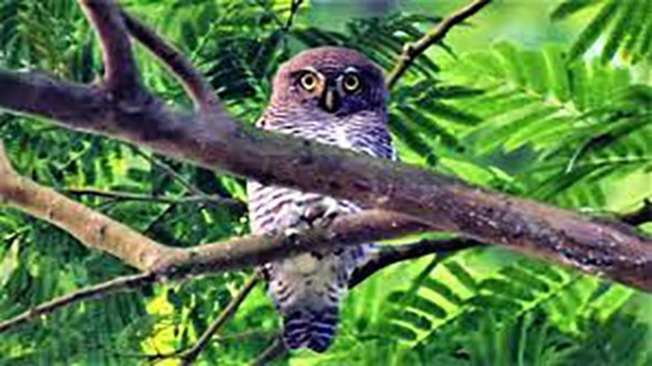 দেশের অতি বিরল ছোট কালি পেঁচা দেখা মিলেছে রাবি ক্যাম্পাসে