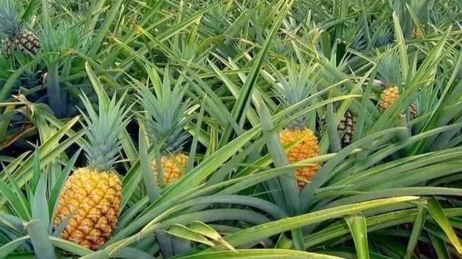 শ্রীমঙ্গলে আনারসের ফলন আসানুরূপ, সংরক্ষণে শঙ্কা