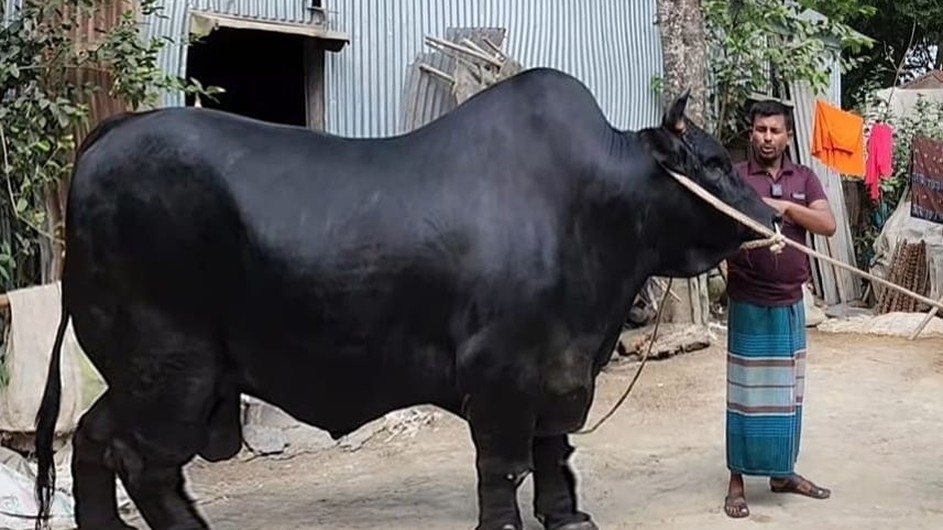 কোরবানির হাট কাঁপাবে কক্সবাজারের সিম্বা বাবু