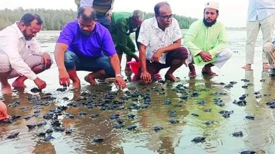 কক্সবাজারে জন্ম নেওয়া ২৭০ কাছিমছানা অবমুক্ত