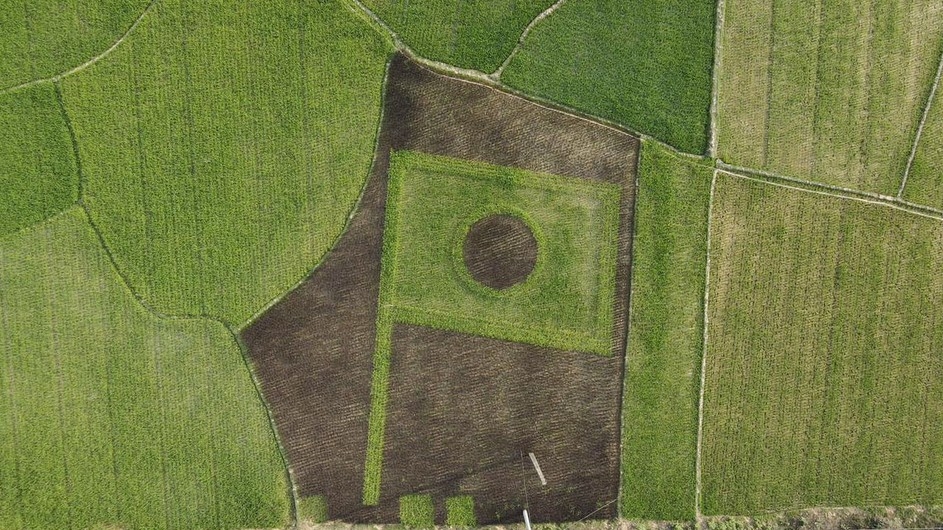 কৃষকের ধানের জমিতে দৃশ্যমান জাতীয় পতাকা