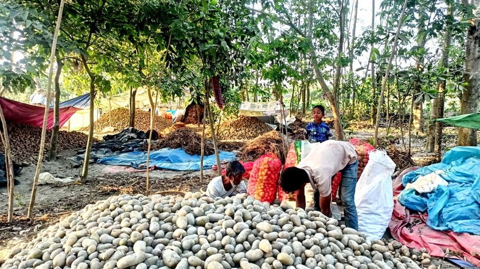 বাম্পার ফলনের পরও সংকটে কুমিল্লার আলু চাষিরা