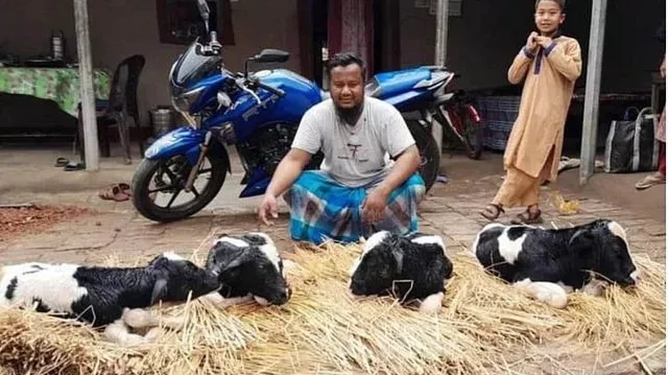 এক গাভি একসঙ্গে জন্ম দিল ৪ বাছুর