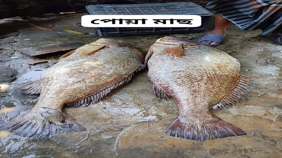 পাঁচ লাখ টাকার মাছ ধরা পড়লো সেন্টমার্টিনে