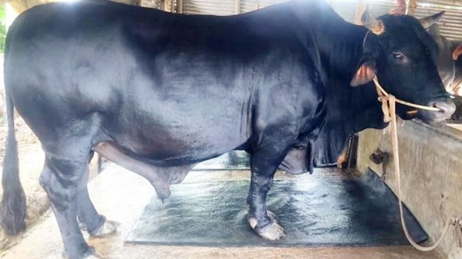 ১০ ফুটের কালামানিকের সঙ্গে থাকছে খাসি ফ্রি!