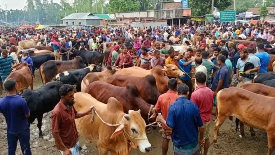 আসছে কোরবানির পশু, রাজধানীতে প্রস্তুত গাবতলী হাট