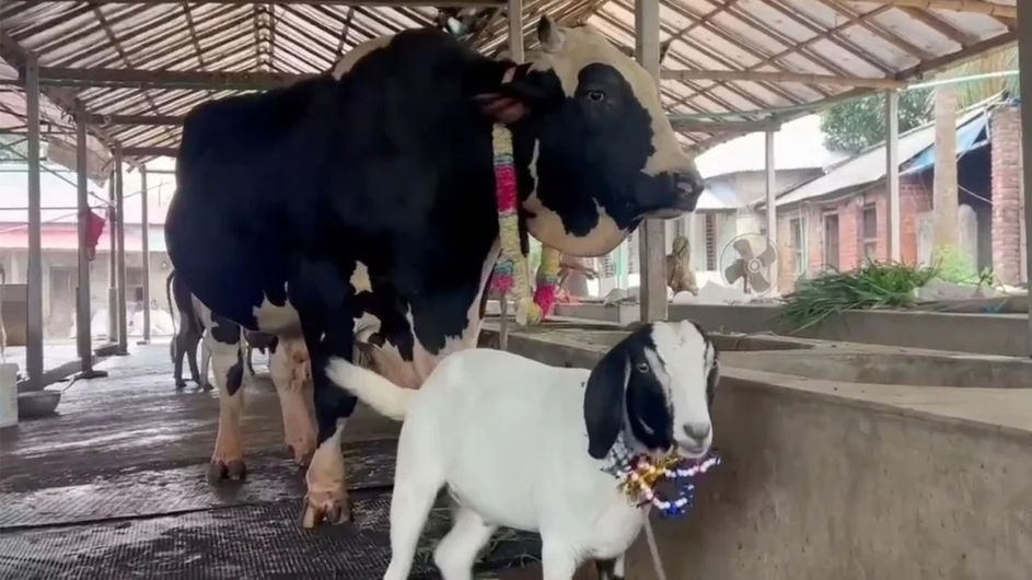 ১৫ লাখ টাকায় ‘সান্ডা’ কিনলে ‘পান্ডা’ ফ্রি!