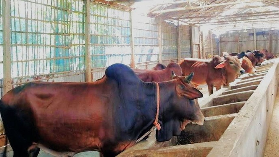 খামারে কেজি দরে বিক্রি হচ্ছে গরু-ছাগল