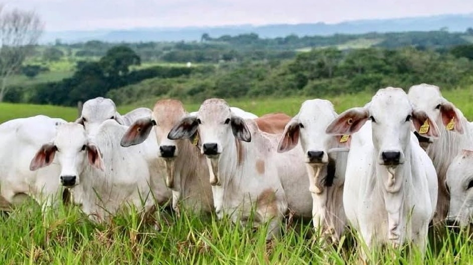 কোরবানির পশুর চামড়ার টাকা কী করবেন?