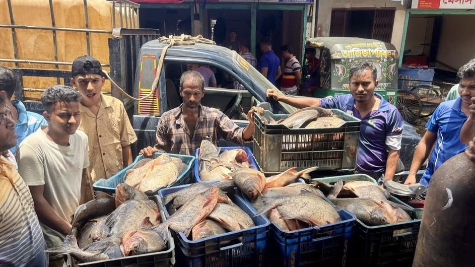 নিষিদ্ধ পিরানহা মাছ মজুদদারের এক বছরের কারাদণ্ড