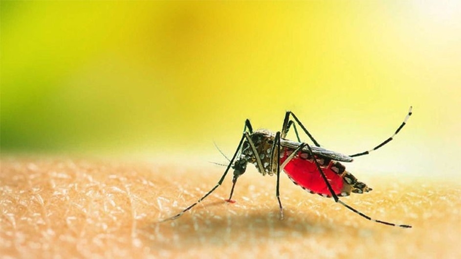 একদিনে আরো ২৩৪ জনের ডেঙ্গু শনাক্ত