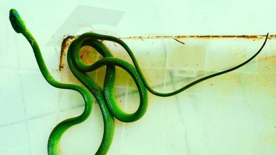 কলার আড়তে মিললো ফণি মনসা সাপ