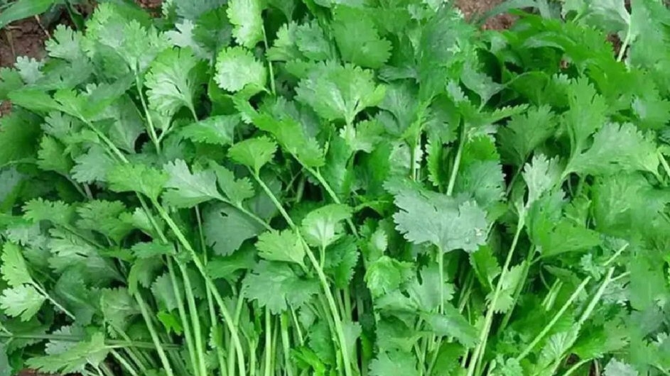 ধনেপাতার কেজি ৬০০ টাকা