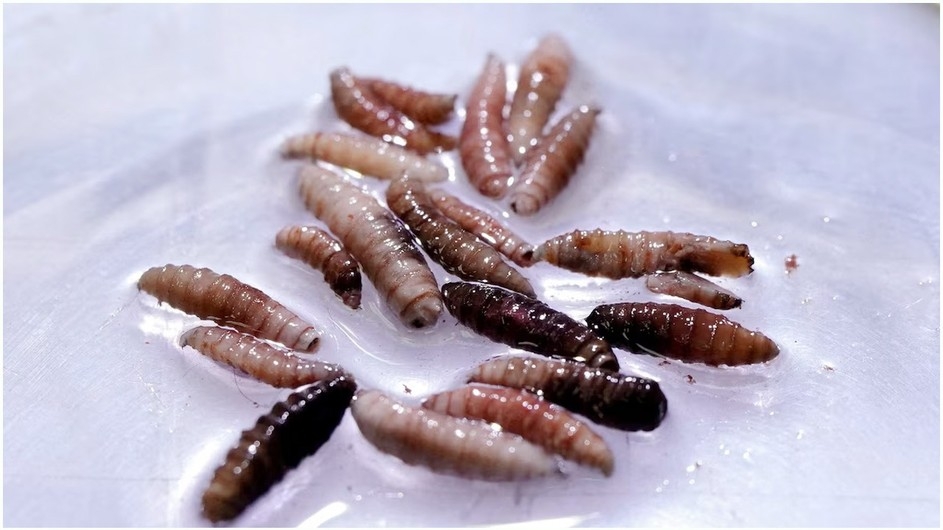 মেক্সিকোতে মাংসখেকো পরজীবীর ভয়াবহ বিস্তার, ৫০৮৬ সংক্রমণ শনাক্ত