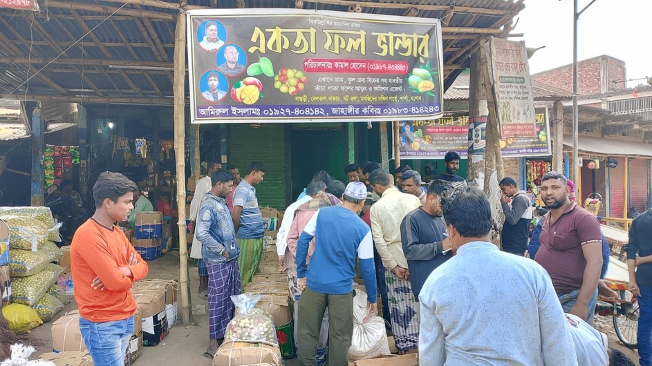 বাগুড়ী বেলতলা আম বাজারে কুলের পাইকারি বাজারে বেড়েছে কেনাবেচা
