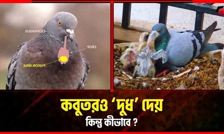 কবুতরের দুধ? বাস্তব নাকি কল্পনা?