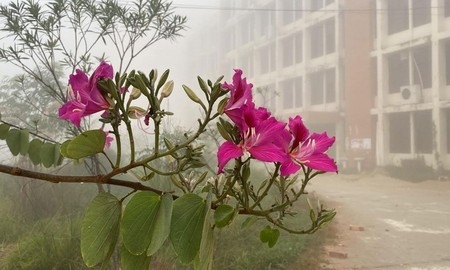 শীতের স্নিগ্ধতায় মোহময় নোবিপ্রবি ক্যাম্পাস